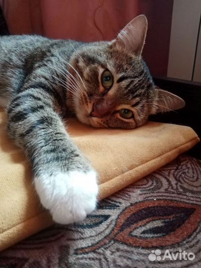 Котик в дар