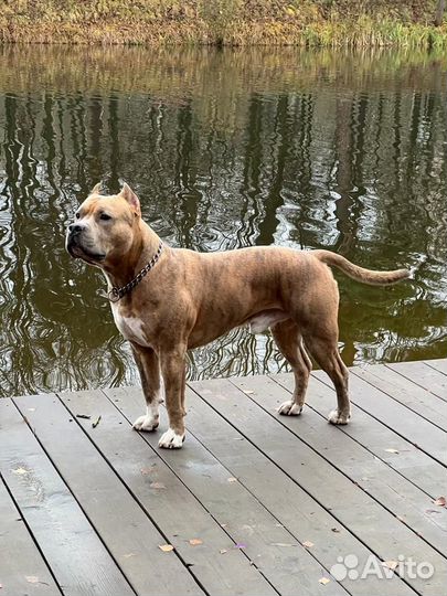 Вязка американский стаффордширский терьер