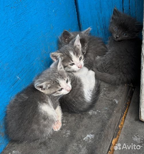 Прелестные котята в добрые руки