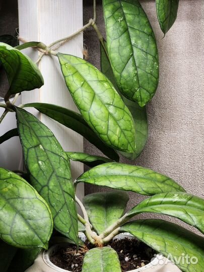 Хойя финлайсони