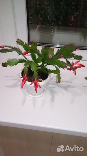 Декабрист сортовой