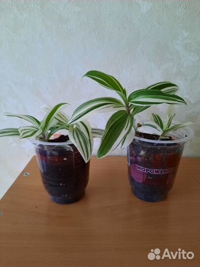 Традесканция