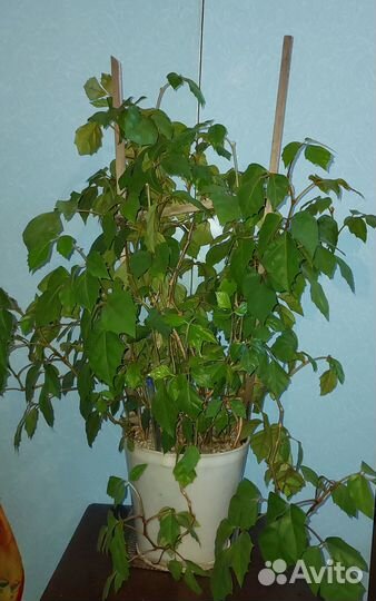 Мята рассада. Комнатные растения