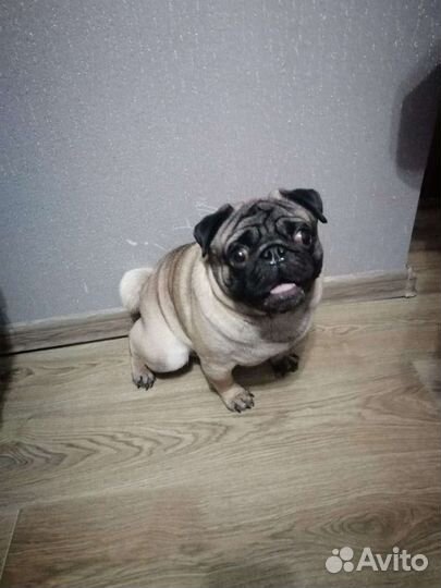 Вязка мопс мальчик