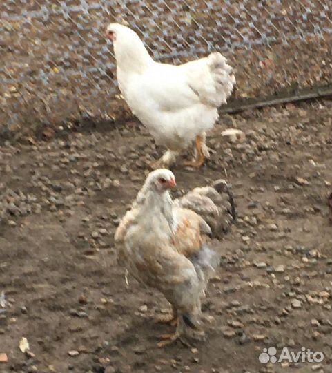 Продам семью курочек Брама