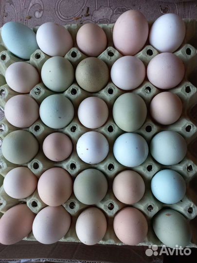 Яйцо инкубационное