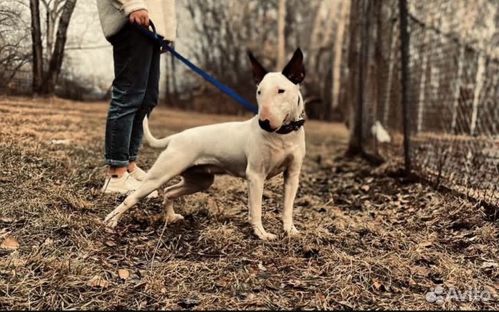 Продам собаку породы бультерьер