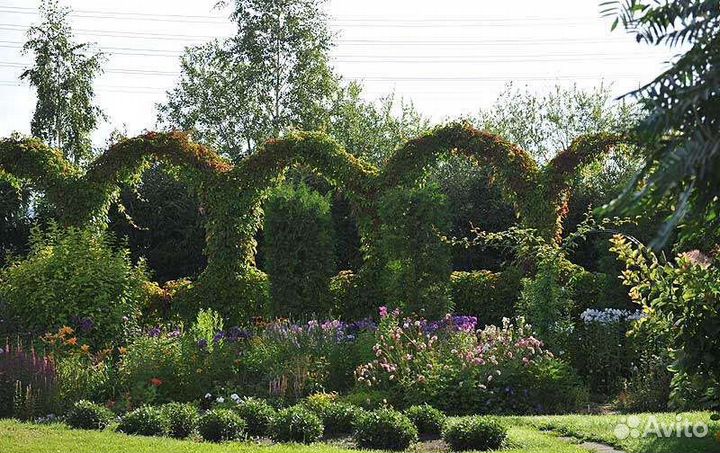 Живая изгородь