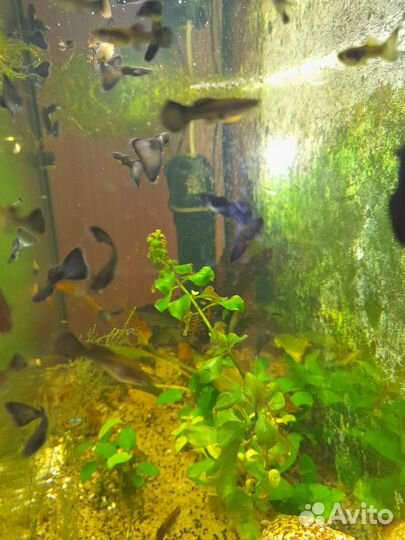 Гуппи синяя Москва