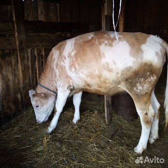 Продаётся бык и телка
