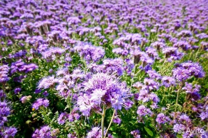 Фацелия сидерат