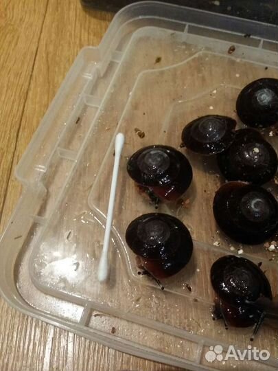 Древесные улитята экселенсы