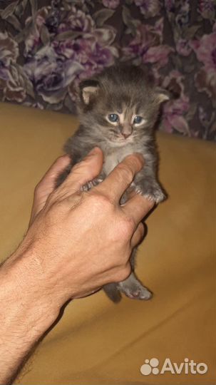 Коты майкуны