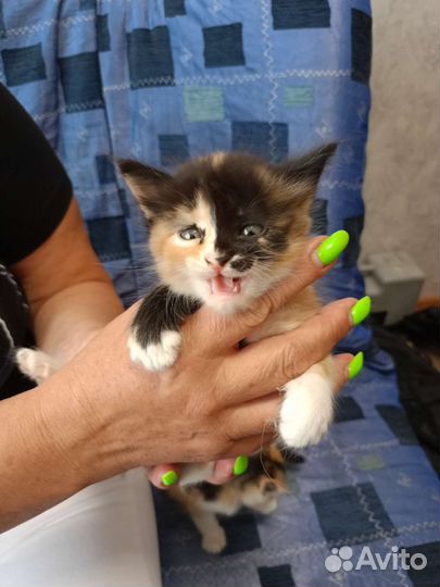 Котята, отдаём в добрые руки