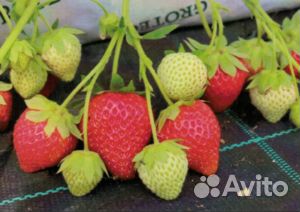 Саженцы клубники (земляники) зкс