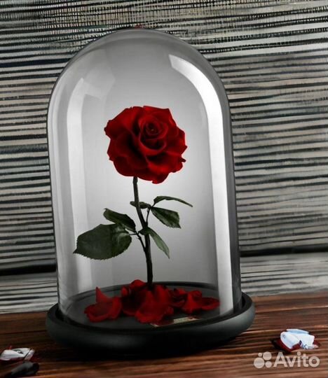 Цветы в колбе. Вероника