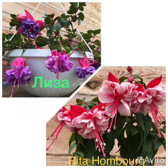 Фуксии сортовые