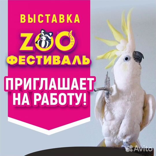 Промоутер на выставку