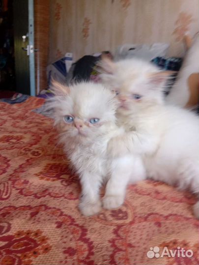 Персидские котята
