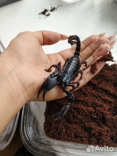 Скорпионы, пауки, тараканы