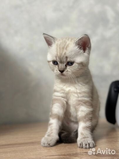 Шотландский котенок девочка