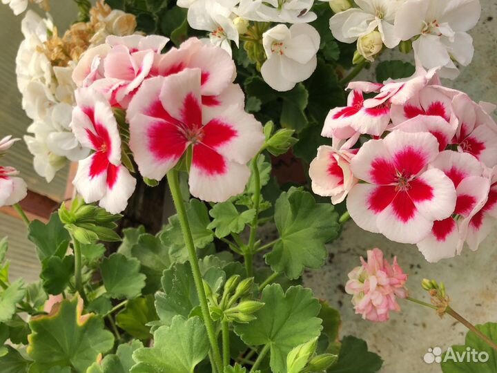 Пеларгония