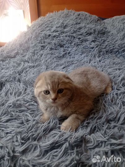 Шотландская вислоухая кошка