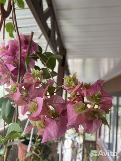 Бугенвиллия teatime