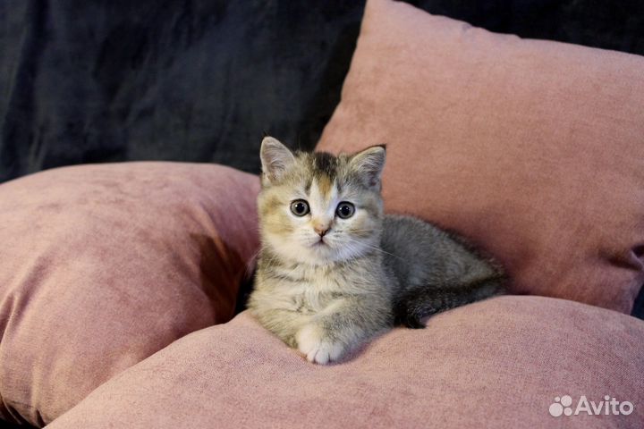 Шотландские котята