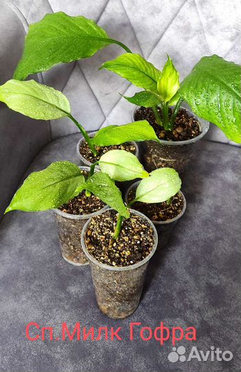 Спатифиллум Спил милк Гофра