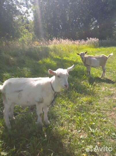 Коза камолоя