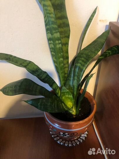 Сансевиерия Щучий хвост и ханни в керамическ горшк