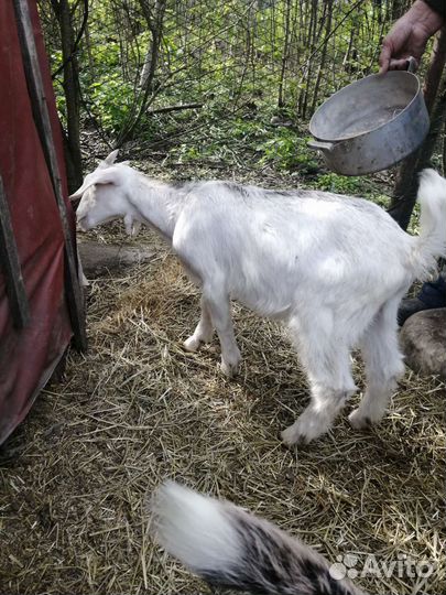 Нубийские козлята