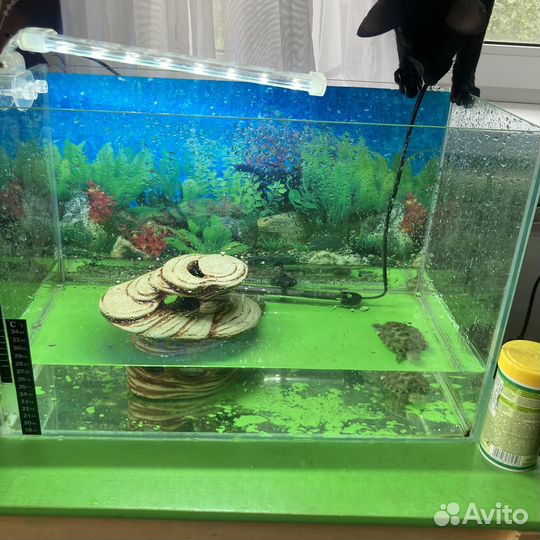 Красноухая черепаха с аквариумом