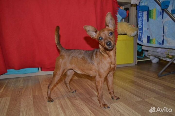 Щенки цвергпинчера