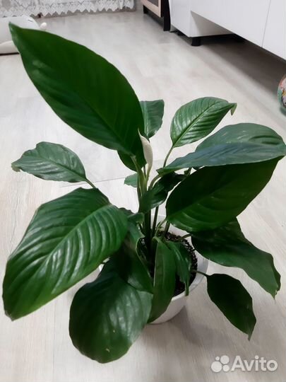 Сплатифиллум