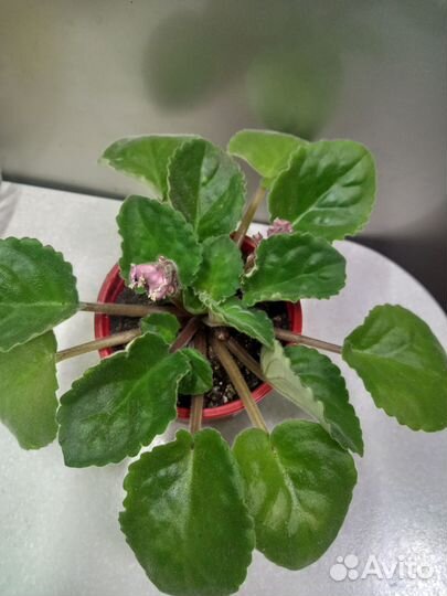 Сортовые фиалки