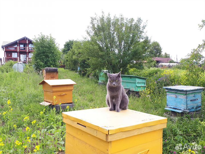 Продается пасека, инвентарь