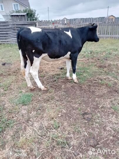 Телки стельные