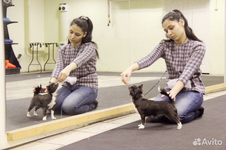 Предлагаю услуги хендлера