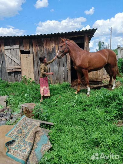 Лошадь жеребец