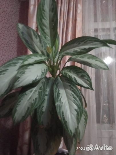 Аглаонема сильвер бей