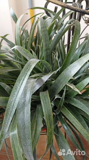 Бильбергия