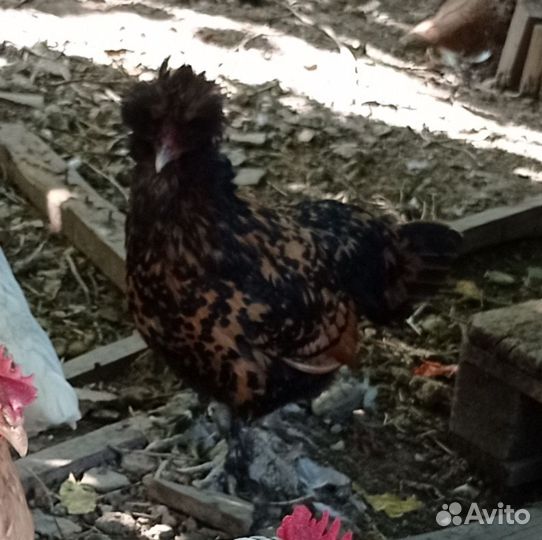 Павловские курочки
