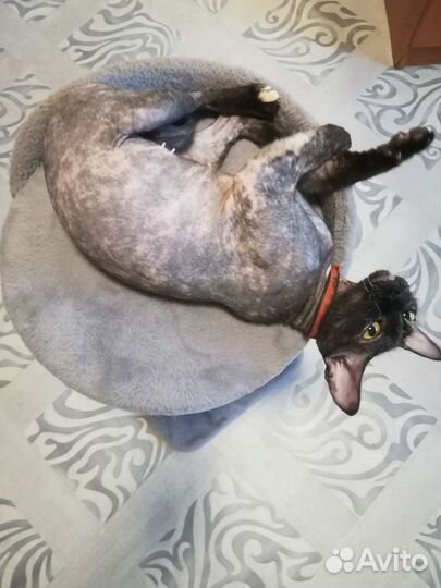 Велюровый сфинкс