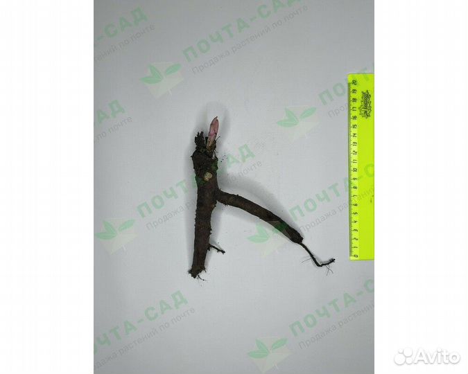 Пион молочноцветковый Duchesse de Nemours