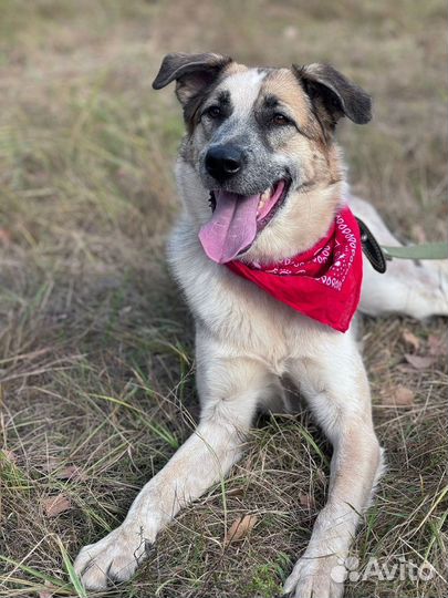 Собака Ласковый Микс