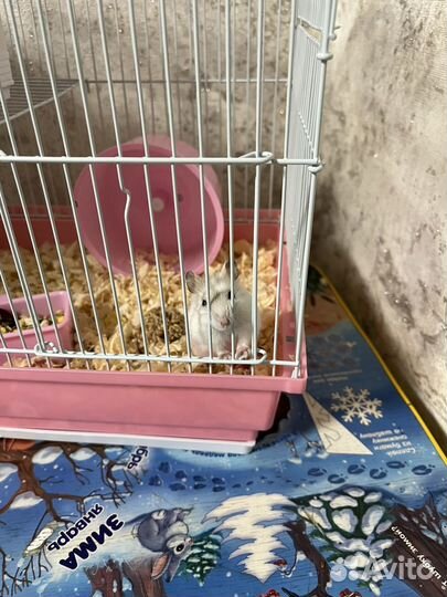 Хомяк с клеткой