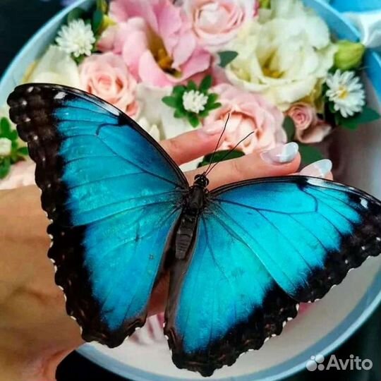 Живые бабочки на 8 марта предзаказ