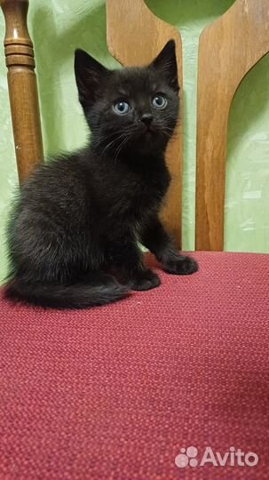 Котята от британской кошки